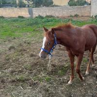 Puledro Paint no color sauro