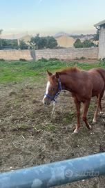 Puledro Paint no color sauro