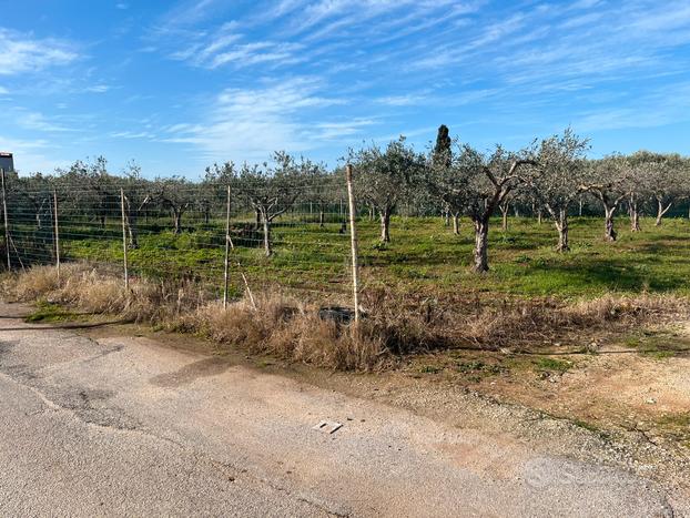 Terreno di 1650 mq circa con 25 alberi di ulivo