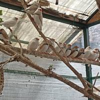 Bengalini diamantini