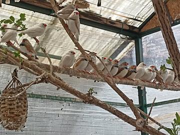 Bengalini diamantini