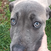 Cuccioli di cane corso Formentini