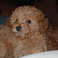 Barboncino Toy e mini Toy Red disponibili