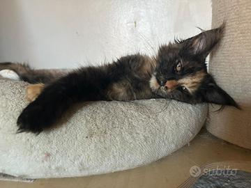 Cuccioli Mainecoon