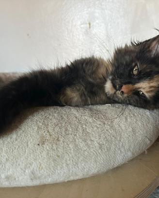 Cuccioli Mainecoon