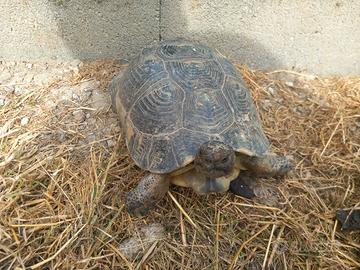 Testudo marginata