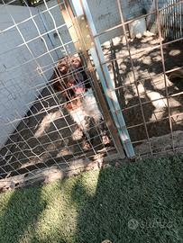 Setter inglese maschio