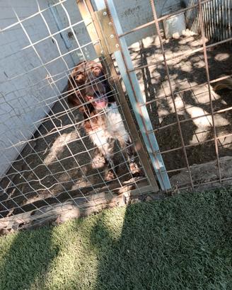 Setter inglese maschio