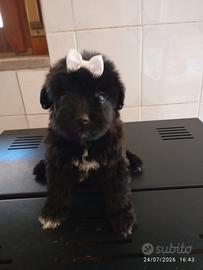 Maltipoo blak