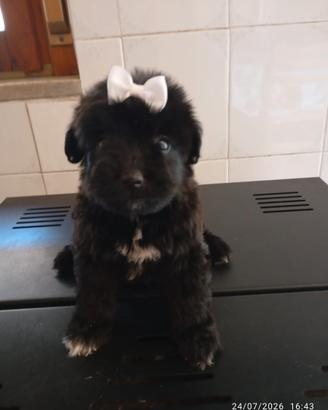 Maltipoo blak
