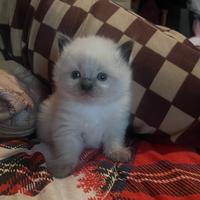 Cuccioli ragdoll