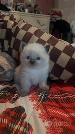 Cuccioli ragdoll