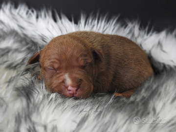 Cuccioli american Pitbull terrier