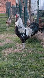 Galline ornamentali Araucana inglese Selvatico Arg