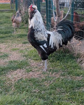 Galline ornamentali Araucana inglese Selvatico Arg
