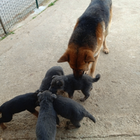 Cuccioli di pastore tedesco originale