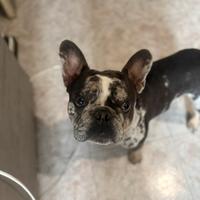 Bulldog francese blu merle per monta