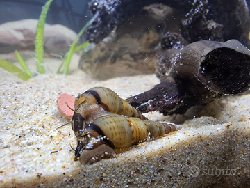 Lumaca Melanoides tuberculata