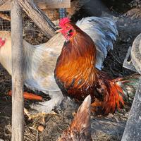 Gallo aurecana e Gallo brahma