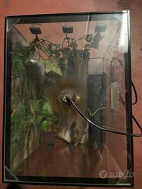 teca vetro per rettile