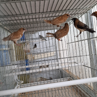 Passeri del giappone