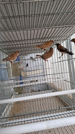 Passeri del giappone