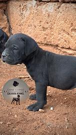 Cane corso