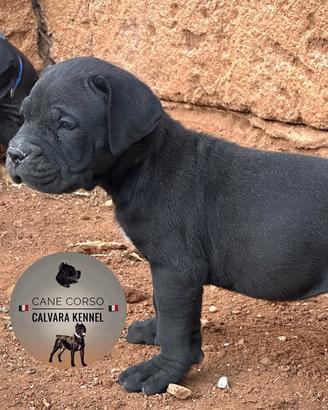 Cane corso