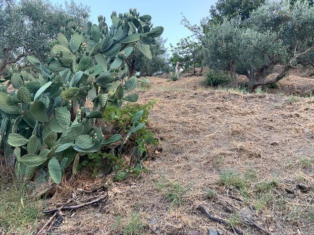 Terreno e rustico annesso