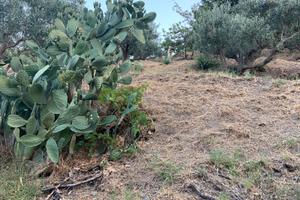 Terreno e rustico annesso
