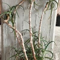 Pianta di Aloe arboreecens