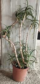 Pianta di Aloe arboreecens