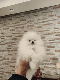 Spitz bianco maschio