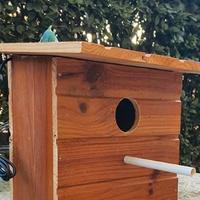 NIDO Esotici con TELECAMERA