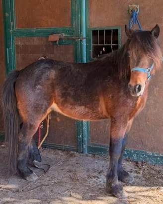 Pony 1.20