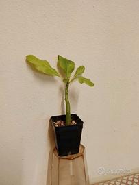 Brighamia insignis
