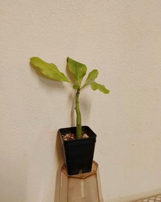 Brighamia insignis