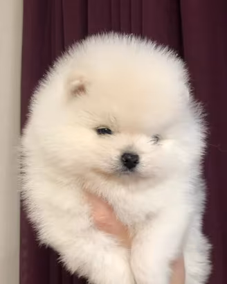 POMERANIA FEMMINA BIANCO "mini"