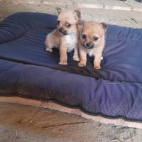 Cucciole incrocio chihuahua