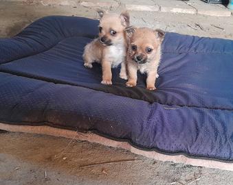 Cucciole incrocio chihuahua
