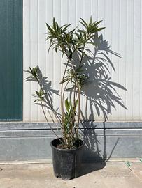 Oleandri di vari colori vaso 18 H. 80/90 