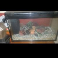 acquario solo pietre e termometro