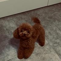 Leo barboncino Toy per monta