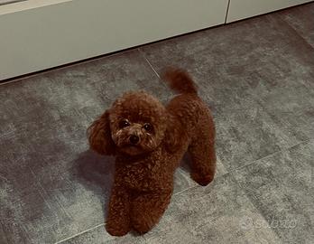 Leo barboncino Toy per monta