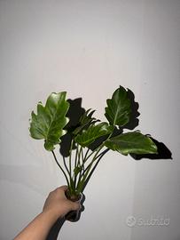 Philodendron xanadu