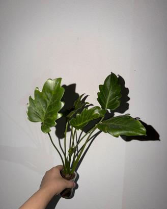Philodendron xanadu