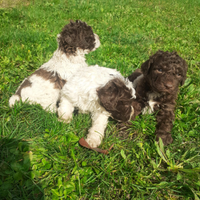 Lagotto Romagnolo