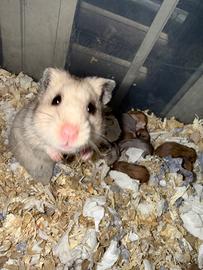 Criceti siriani di cucciolata familiare