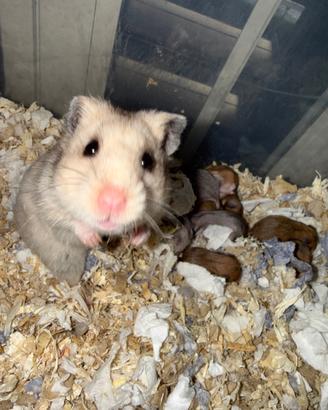 Criceti siriani di cucciolata familiare