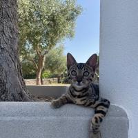 Maschietto di bengala disponibile per monta